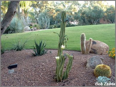CactusGarden at ScottsdalePriness